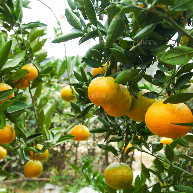 橘子种植基地