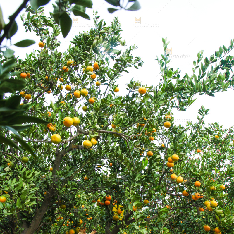 橘子种植基地
