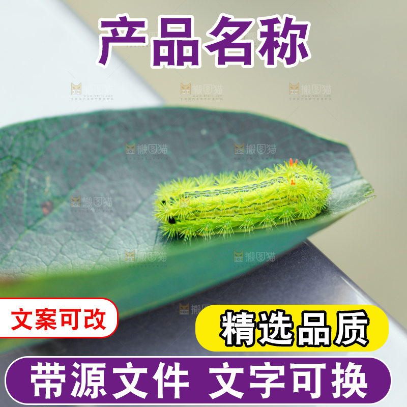 叶子上趴着毛毛虫