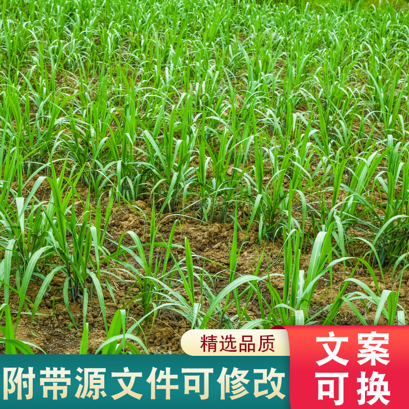 农田里种植的甘蔗苗