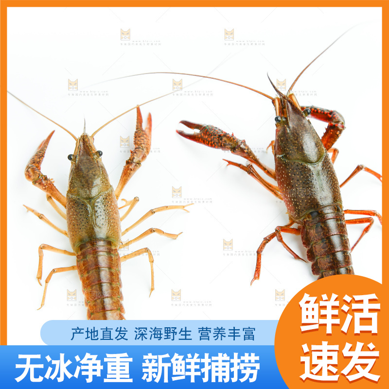 白底上的龙虾