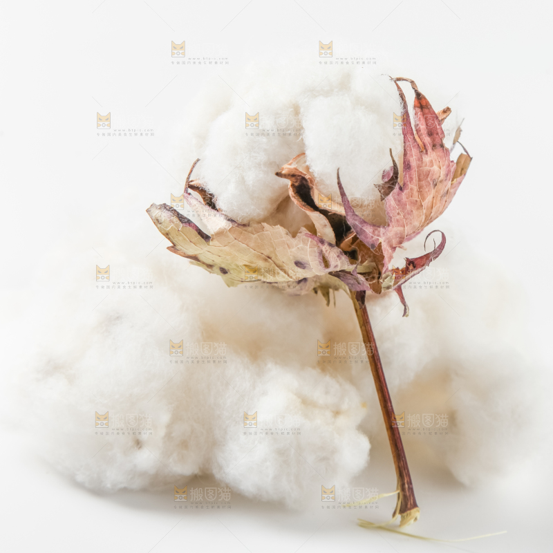 白底上的棉花