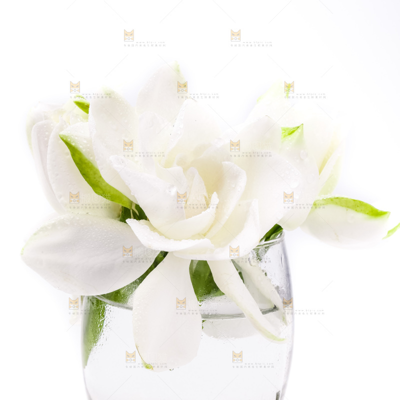 杯子里插着栀子花