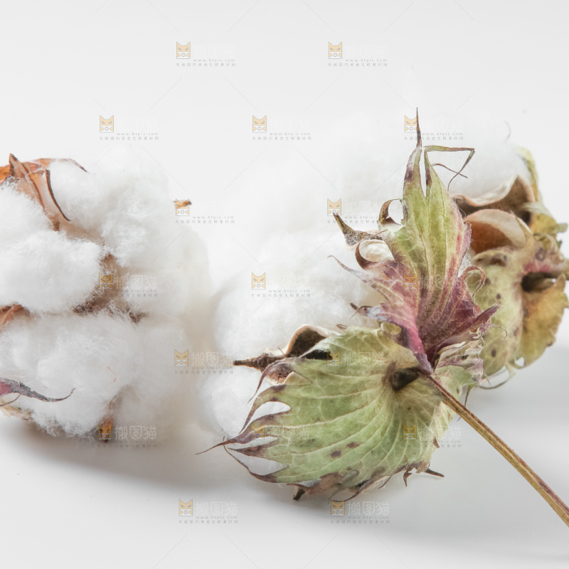 白底上的棉花