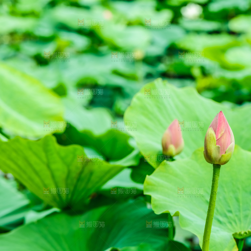 池塘里的荷花花苞