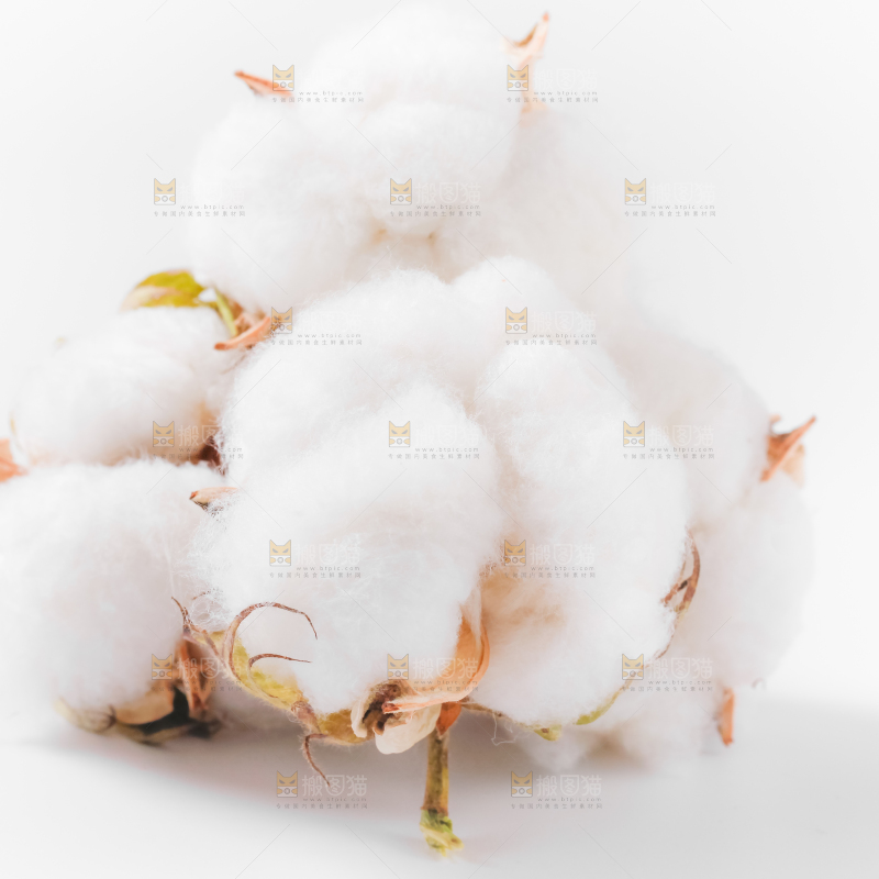 白底上的棉花