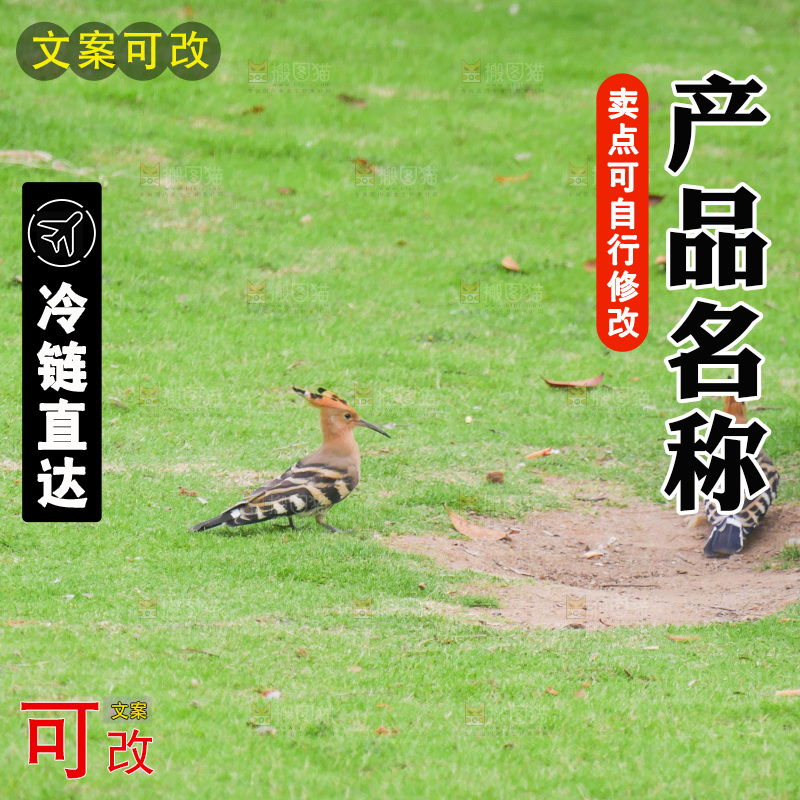 草地一的一对小鸟