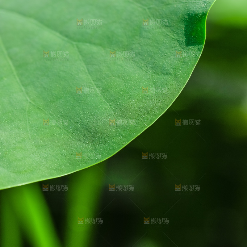 一片荷花叶子