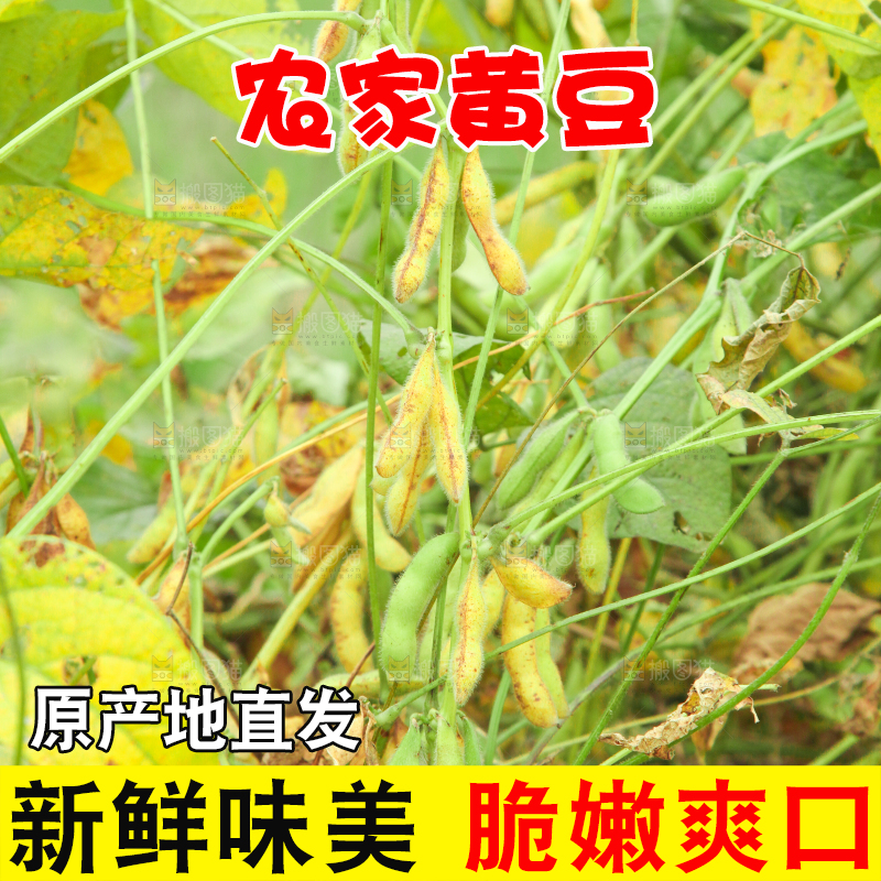 田里的黄豆