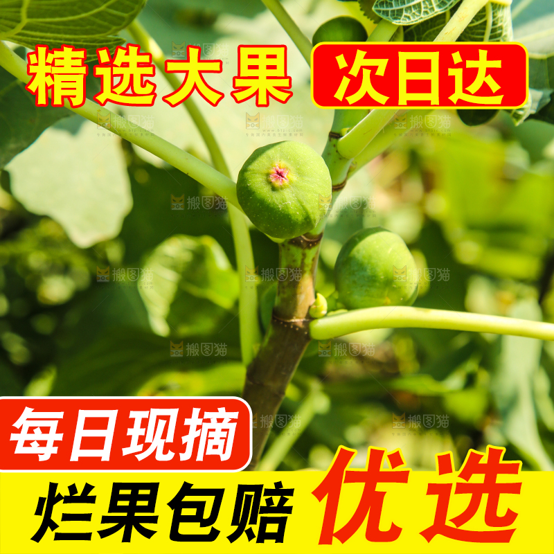 树上长着无花果