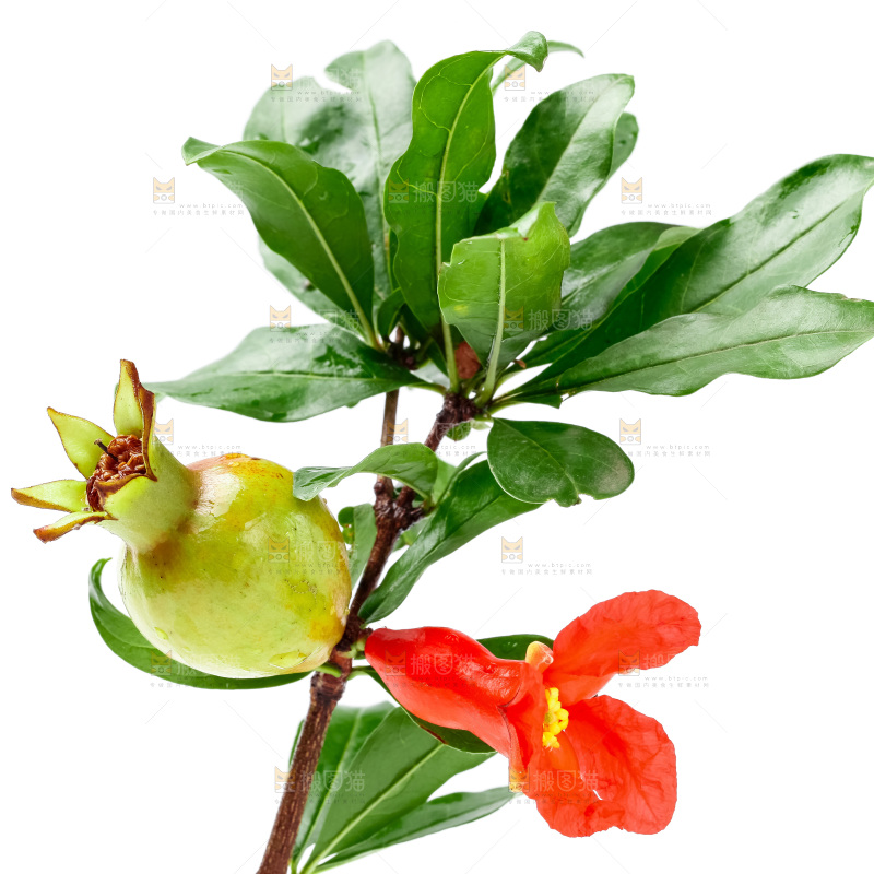 白底上摆放着石榴花