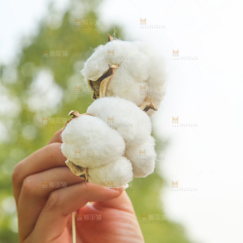 手里拿着棉花