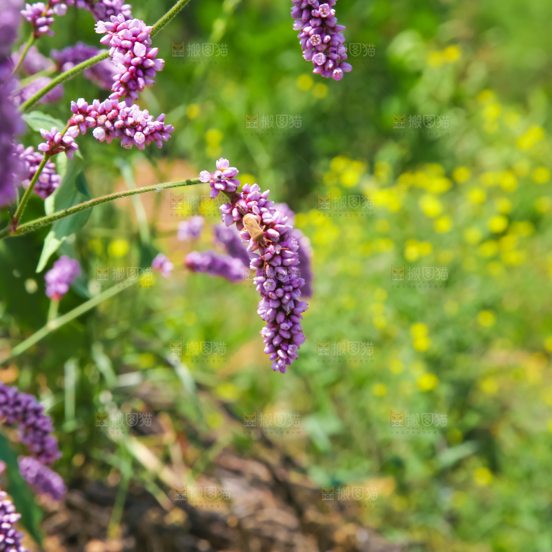 野外的麦冬花