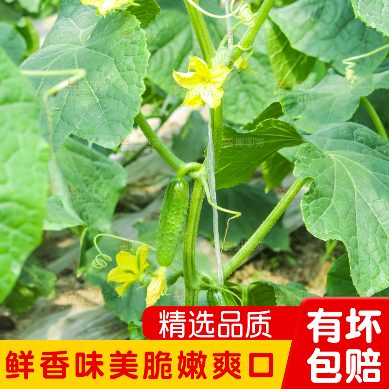 藤子上的小黄瓜