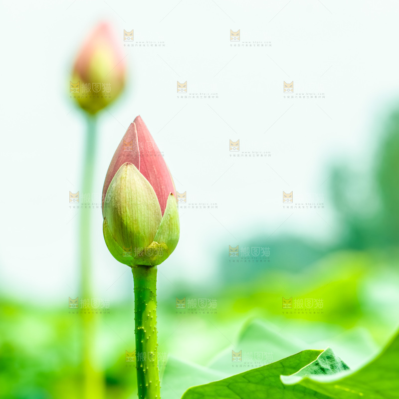 池塘里的荷花花苞