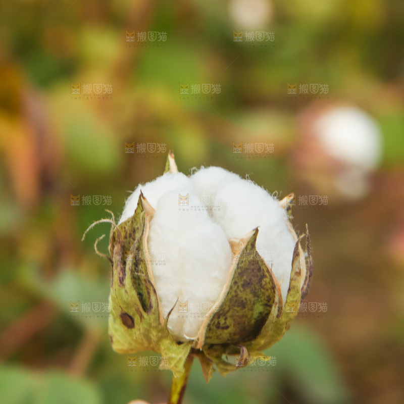 手里拿着棉花