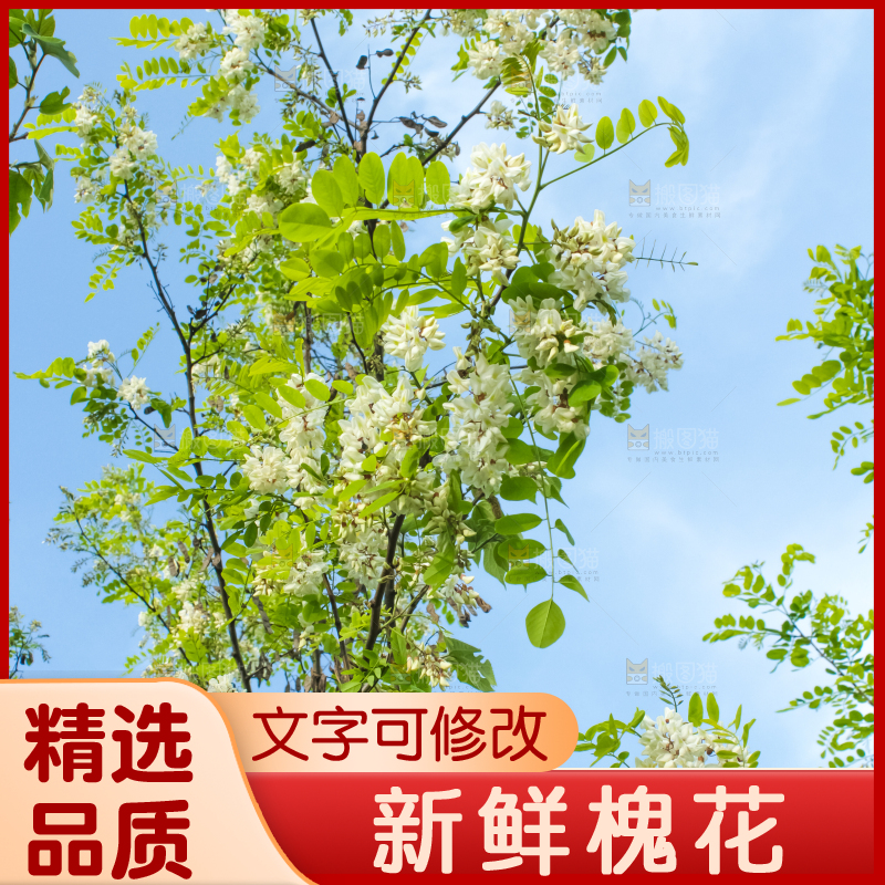 槐树槐花