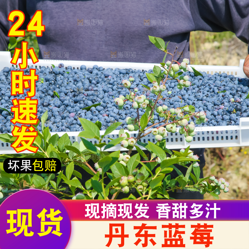 农民正在采摘蓝莓