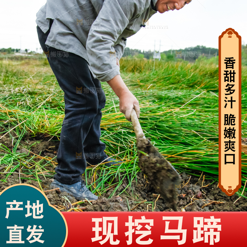 农民正在挖马蹄