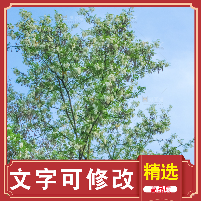 槐树槐花