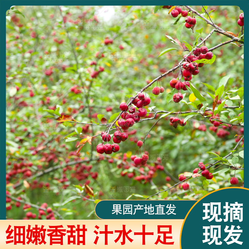树上挂着海棠果
