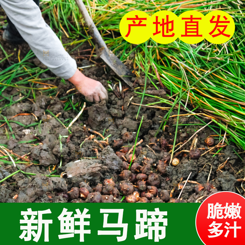 农民正在挖马蹄