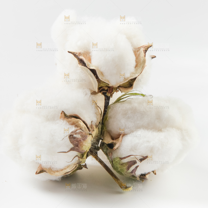 白底上的棉花
