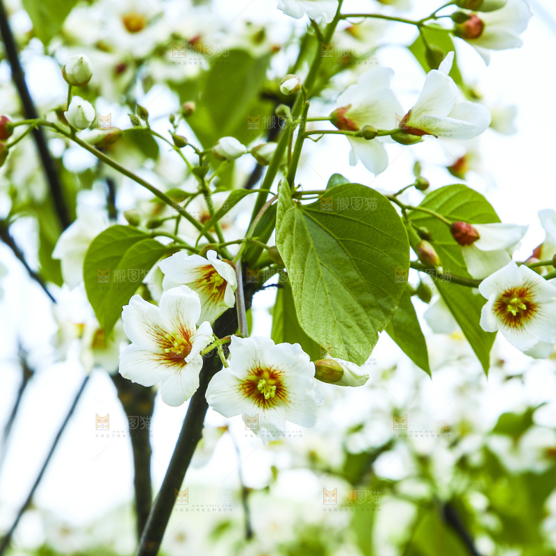 树枝上的花朵