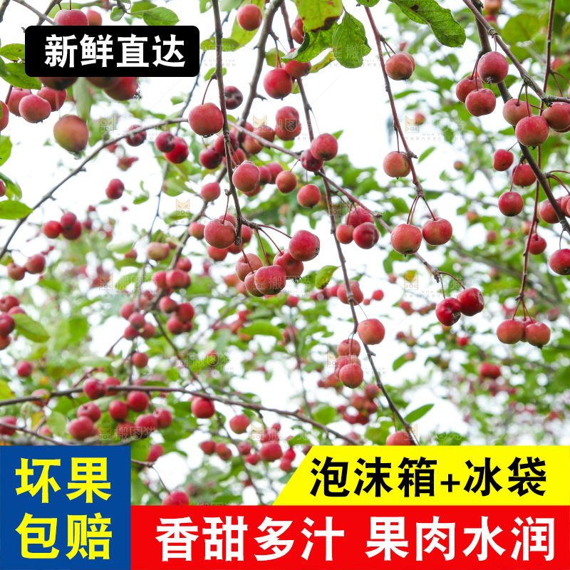 树上挂着海棠果