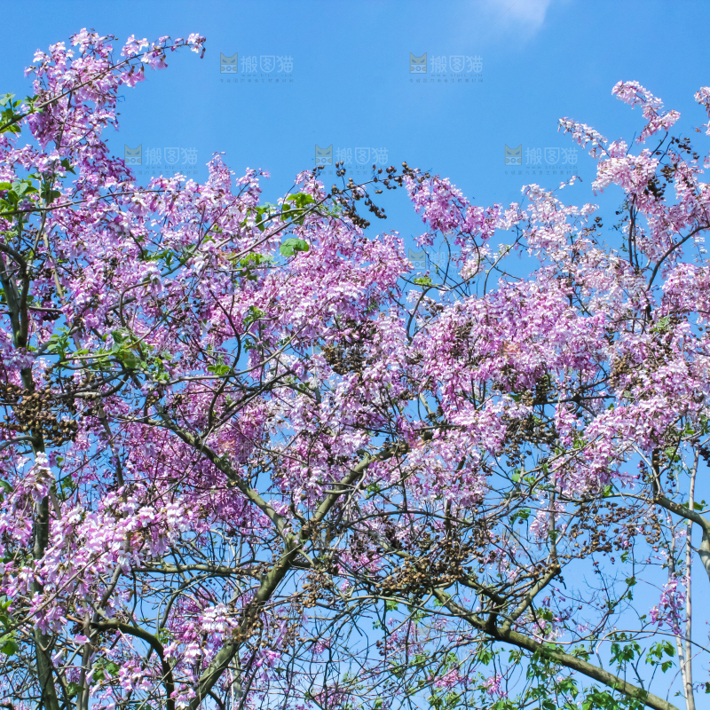 洋槐树上开着花