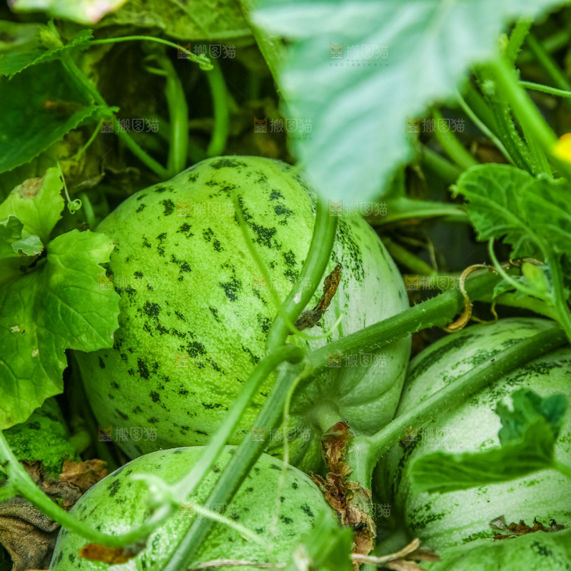 田地里种植的香瓜