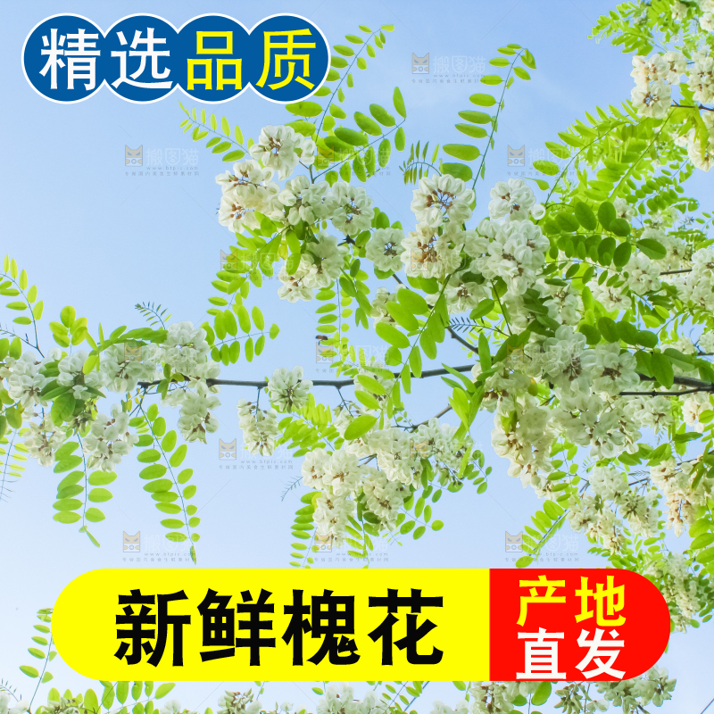 槐树槐花