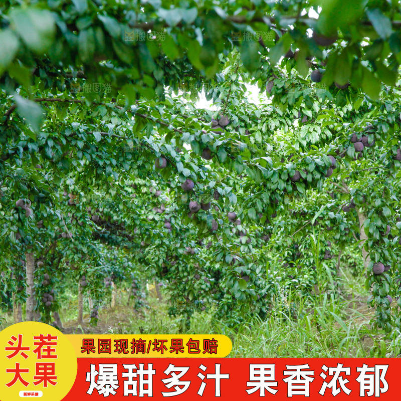 树上挂着黑布李