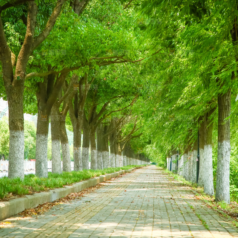 一条绿荫小路