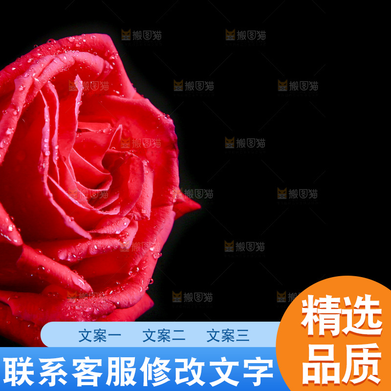 黑底上的玫瑰花