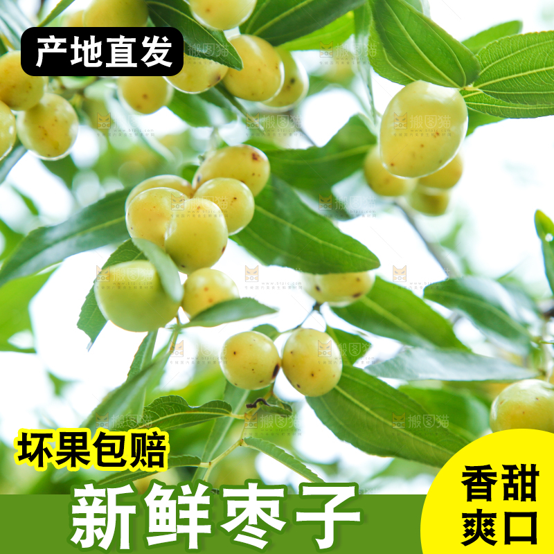 树上的枣子