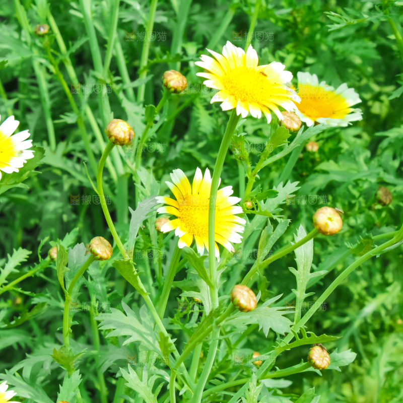 菜园里的茼蒿