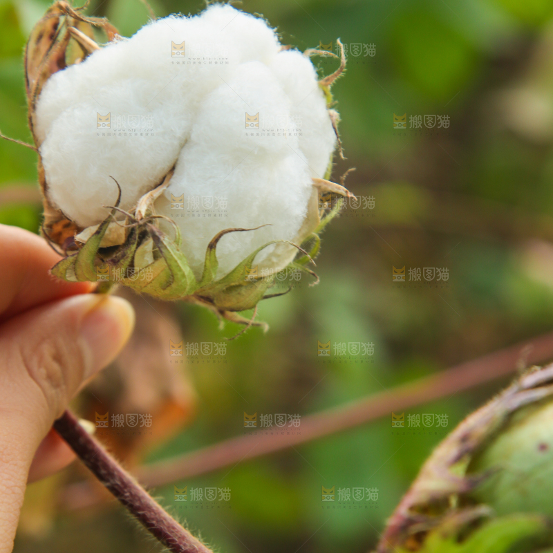 枝头上长着棉花