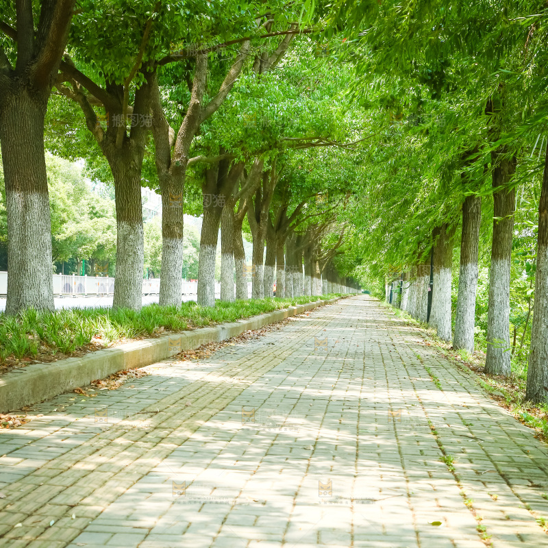 一条绿荫小路