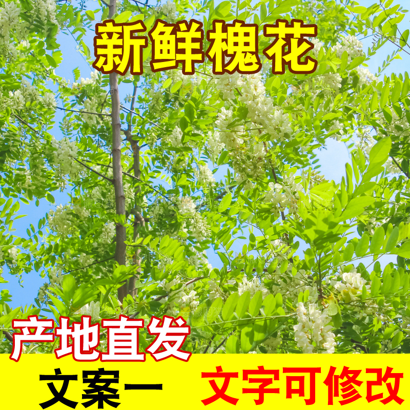槐树槐花