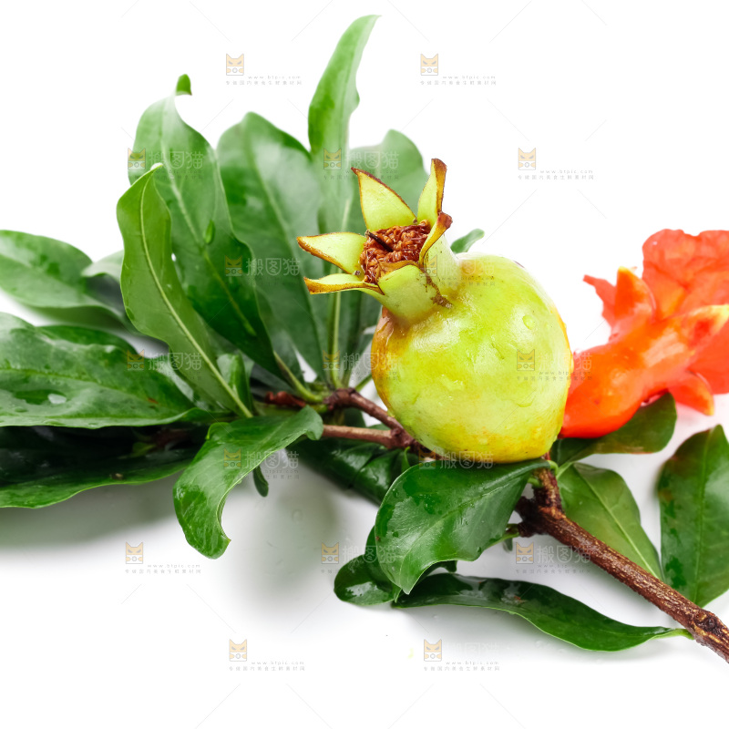 白底上摆放着石榴花