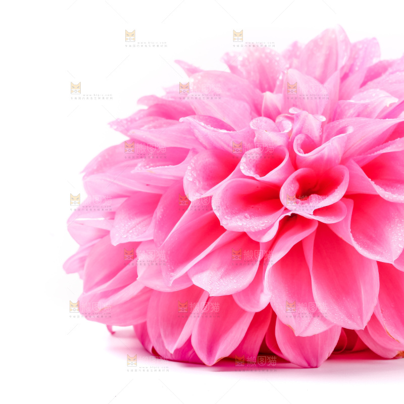 浅底上摆放着花朵