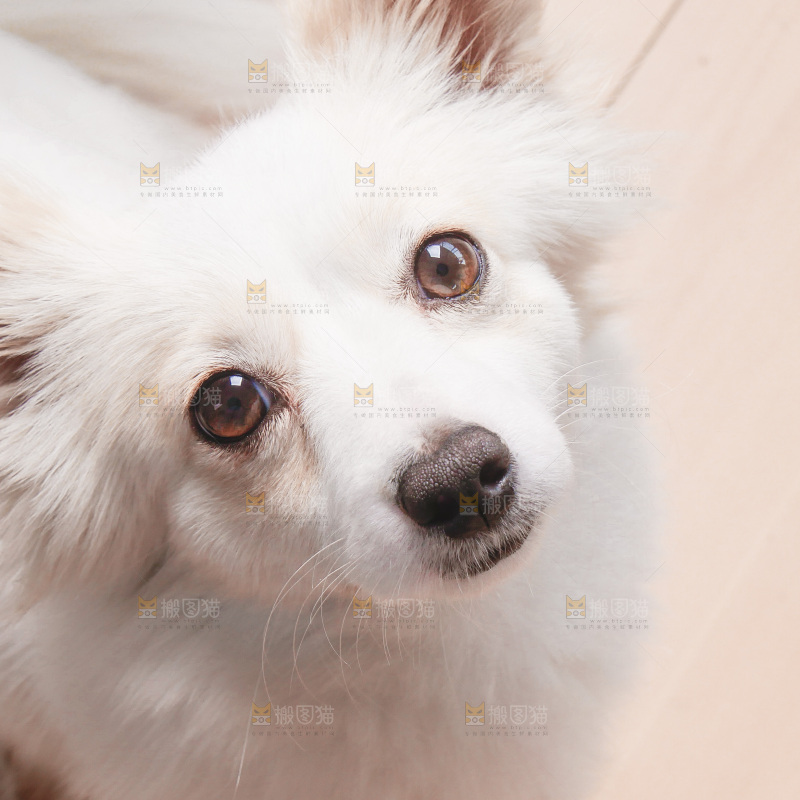 一只小白狗