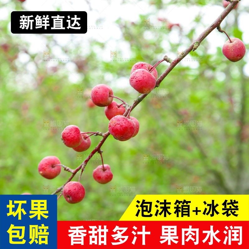 树上挂着海棠果