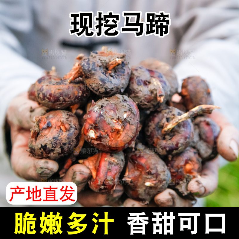 农民手里捧着新鲜马蹄