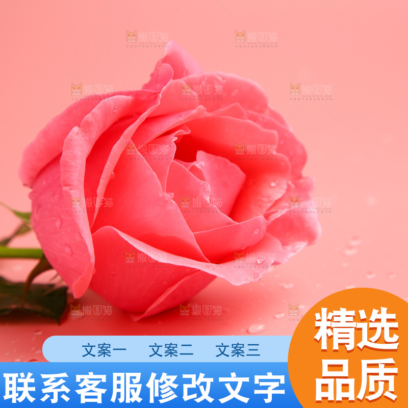 浅底上的玫瑰花