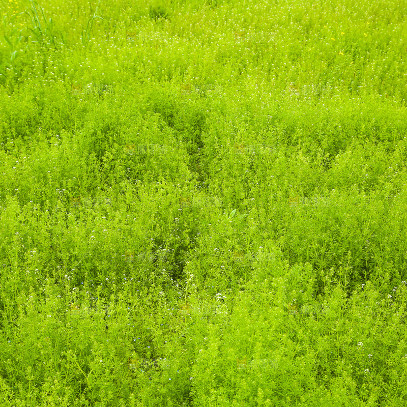 一片绿植