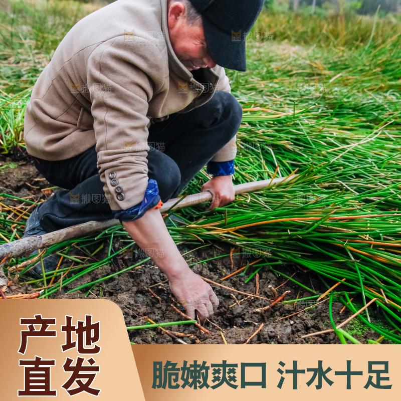 农民正在挖马蹄