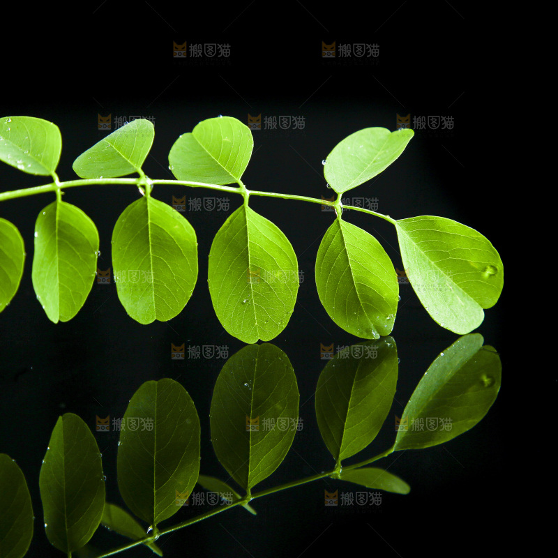 黑底上的槐树叶