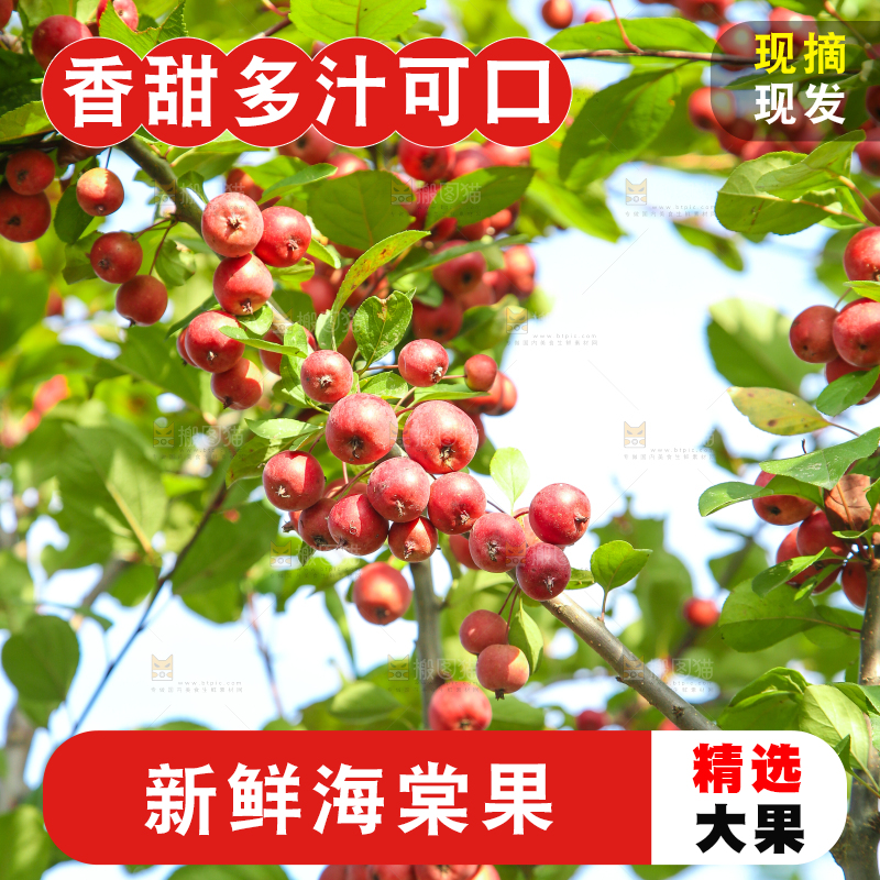 树上挂着海棠果